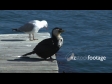 Seabirds 1 1134